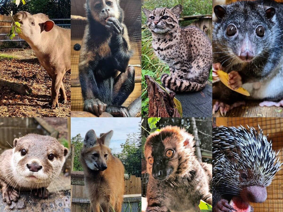 https://danielkirsten.nl/wp-content/uploads/2023/01/a-selection-of-species-e1674506321192.jpg